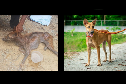 Charity campaigns: should you use positive or negative images?