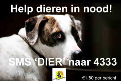 Make donating and/or volunteering as easy as possible