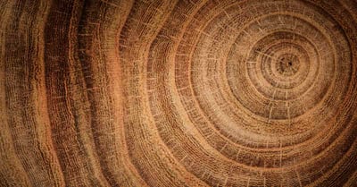 Ons brein houdt van hout