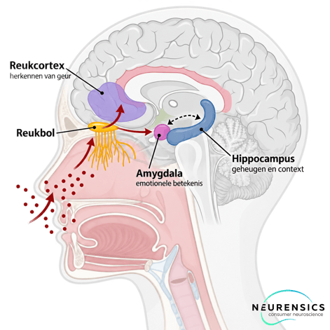 Schema van geurverwerking via de reukbol, reukcortex, amygdala en hippocampus_klein-1